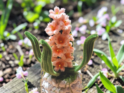Mini Rosy