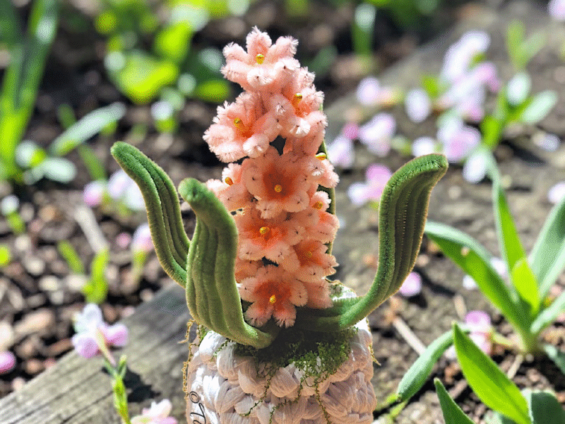 Mini Rosy