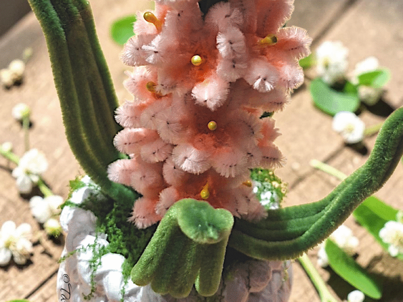 Mini Rosy