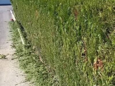 Paysagiste & multiservices