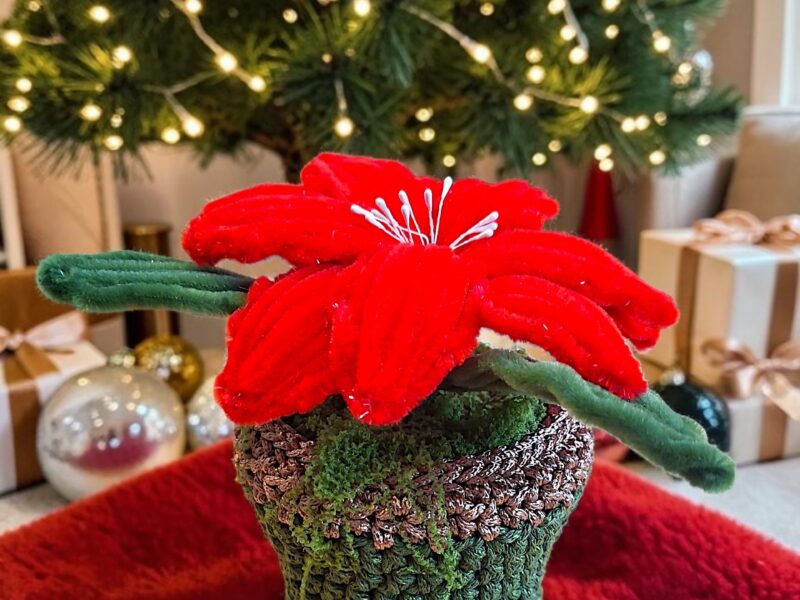 Le Poinsettia Passion