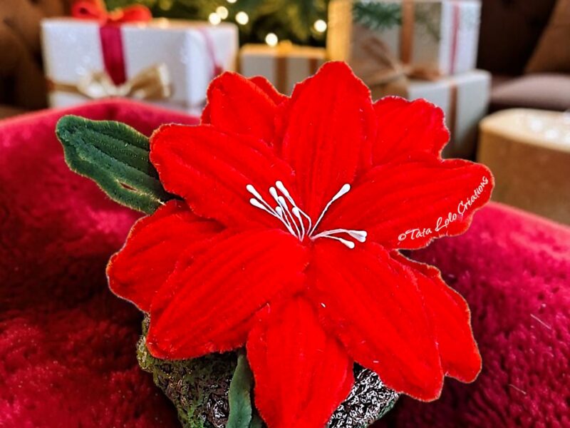 Le Poinsettia Passion