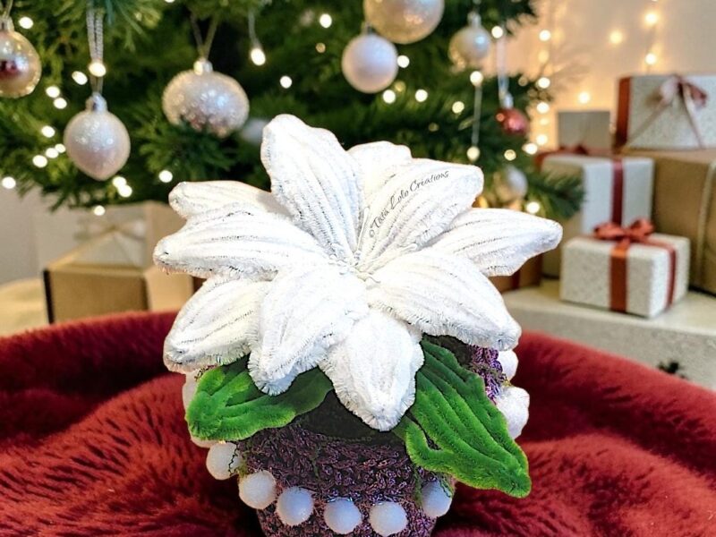 Le Poinsettia Violeta