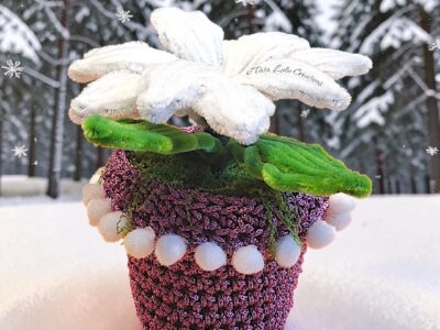 Le Poinsettia Violeta