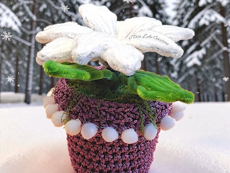 Le Poinsettia Violeta