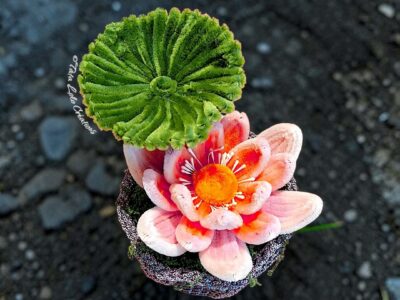 Perle de Lotus