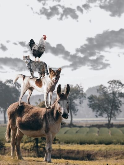 ANIMAUX