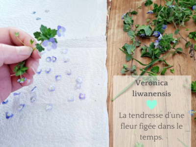 Bracelet, collier et boucles d'oreilles fleurs de Veronica liwanensis – Bijou fleuri fait main