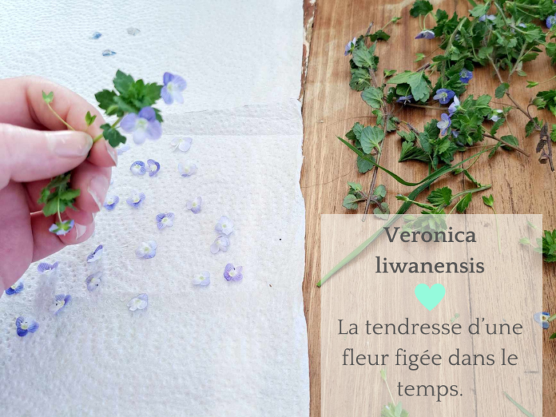 Bracelet, collier et boucles d'oreilles fleurs de Veronica liwanensis – Bijou fleuri fait main