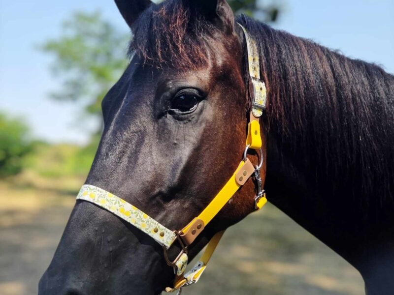 Canihorse - créatrice d'équipement équin et canin en biothane