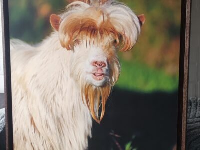 Encadrement d'art "Hey, Bonsoir" : Un Portrait de Caractère sous Écrin de Noyer