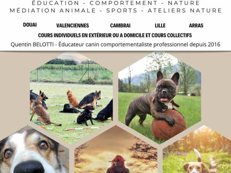 Éducateur canin comportementaliste, médiation animale