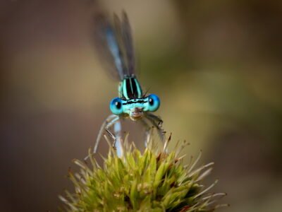 Les Créations d'un Caillou - Un chaos créatif haut en couleurs