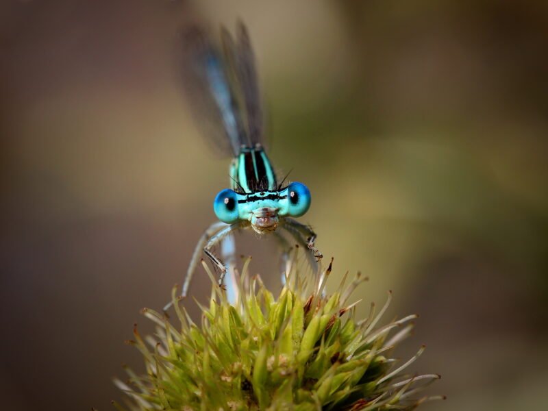Les Créations d'un Caillou - Un chaos créatif haut en couleurs