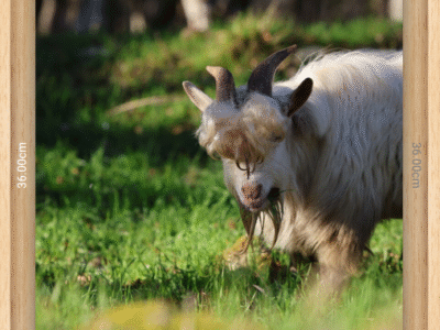 Photographies d’art encadrées en caisse américaine – 24×36 cm, 40×60 cm, 60×90 cm