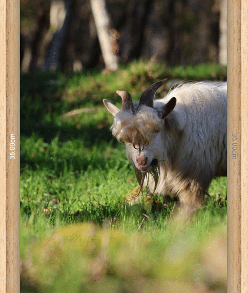 Photographies d’art encadrées en caisse américaine – 24×36 cm, 40×60 cm, 60×90 cm