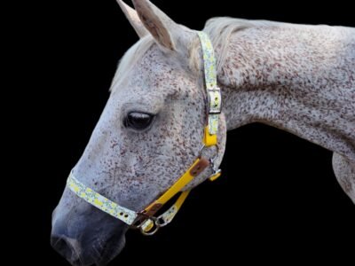 Canihorse - créatrice d'équipement équin et canin en biothane